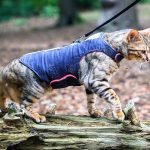 Should You Walk Your Cat? Pros and cons